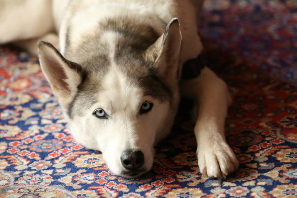 beloved husky Leilani - who passed on 9/18/15