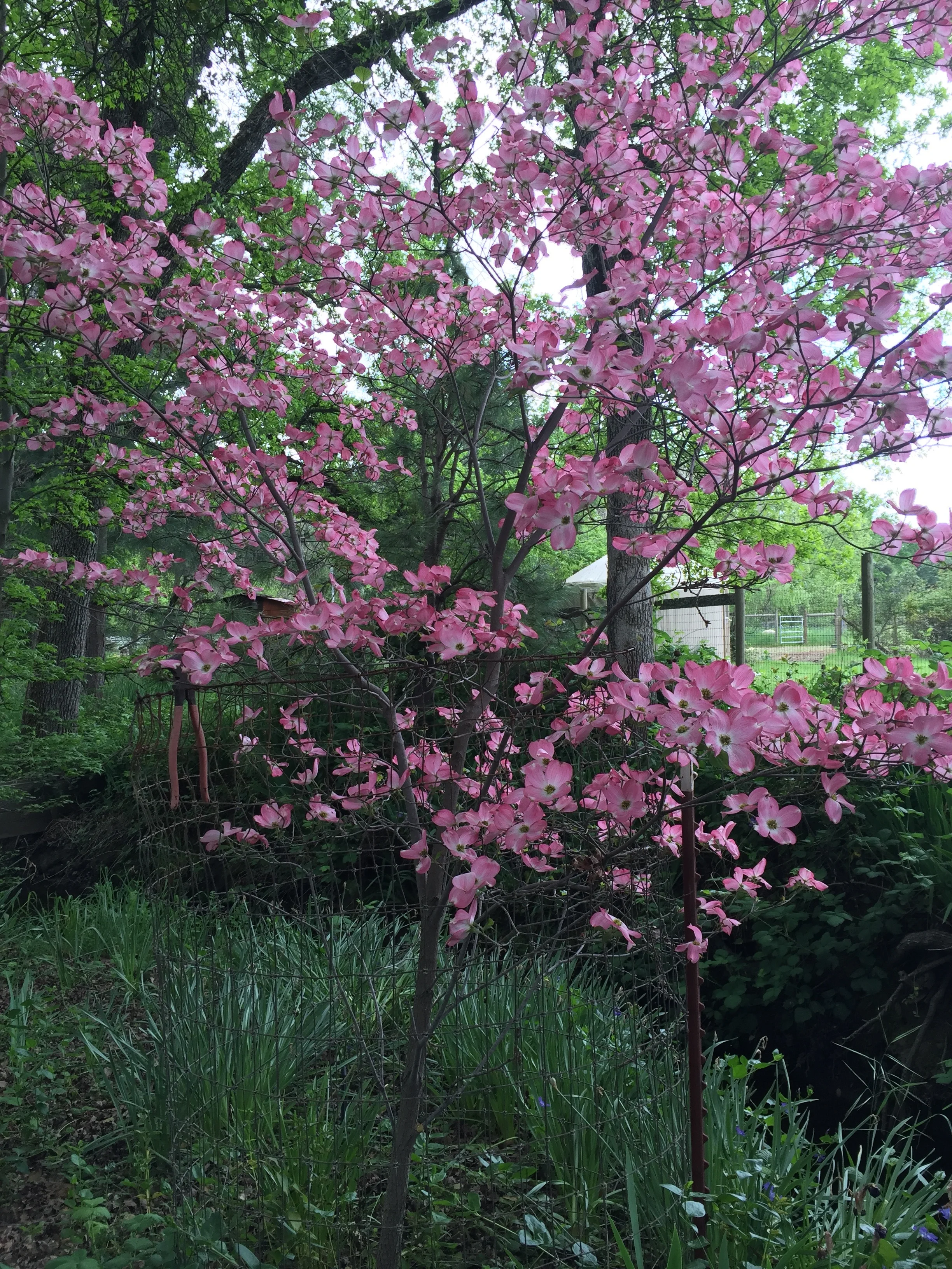 Dogwood in bloom!