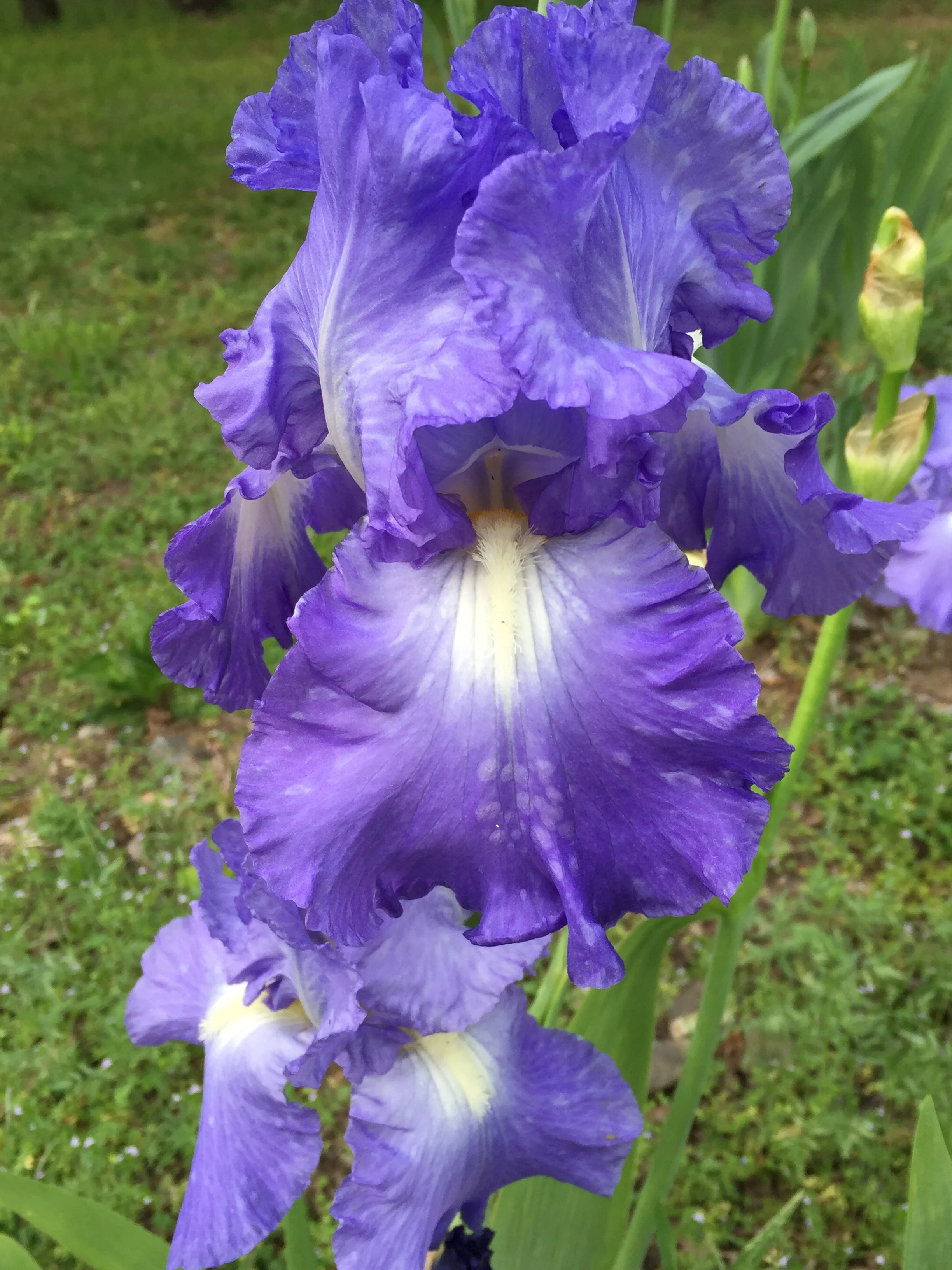 Spring time bloom!