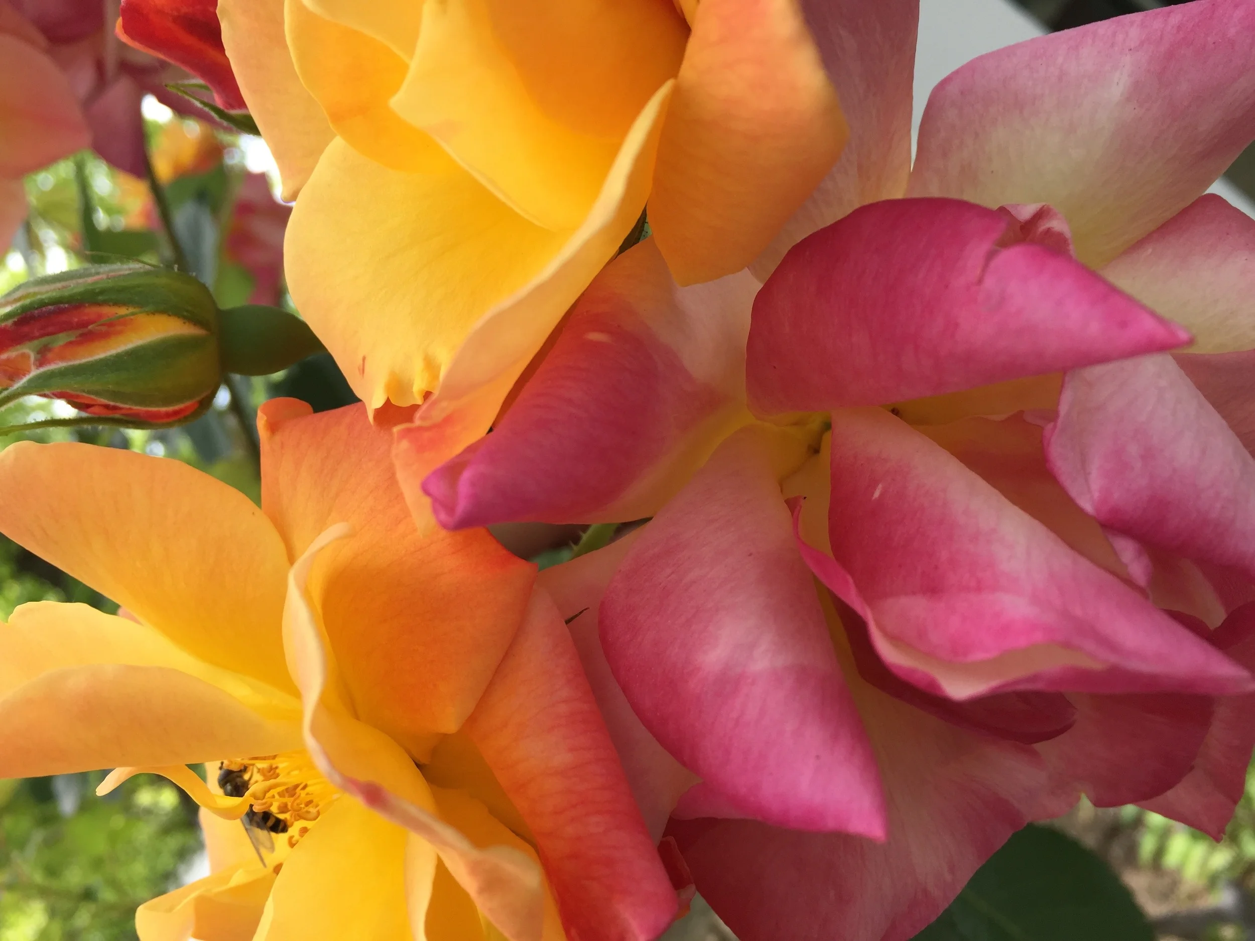 Spring time bloom!