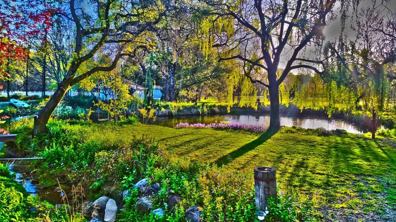 A beautiful artistic rendering of the pond!