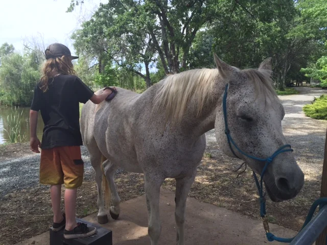 Private Equine Session