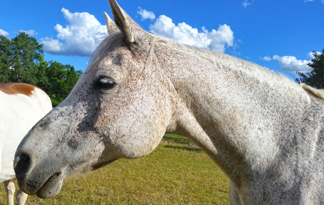 Spirit, the Arabian