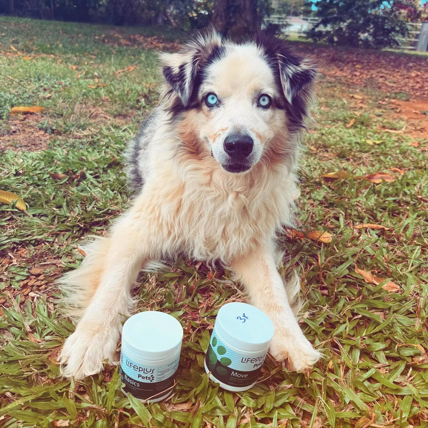 I love my sweet dog Xaria so much! She has such a unique, Aussie Shepherd personality &amp; yes, her ice blue eyes are absolutely mesmerizing. 🩵

I want to tell you about two products that have helped my gorgeous aging doggy Xaria. 🐶 

My darling p