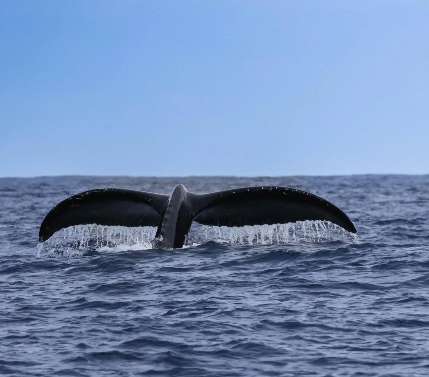 SO COOL! We saw a Russian Humpback Whale recently off the coast of Kaua&rsquo;i here! Friends, you have probably heard me boost about my whale scientist brother who runs the whale tail AI identification app @happywhale_official right? 🐋

Well, I was