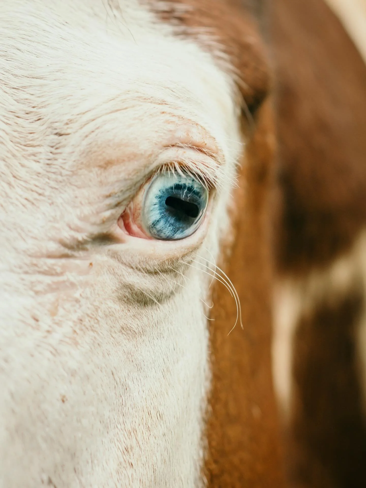 🐴 It goes without saying and happens every time I&rsquo;m gone from the horses and critters at @windhorsesanctuary for close to two weeks. 

There&rsquo;s a deep aching in my bones and yearning for home: the &lsquo;aina that holds my roots upon the 