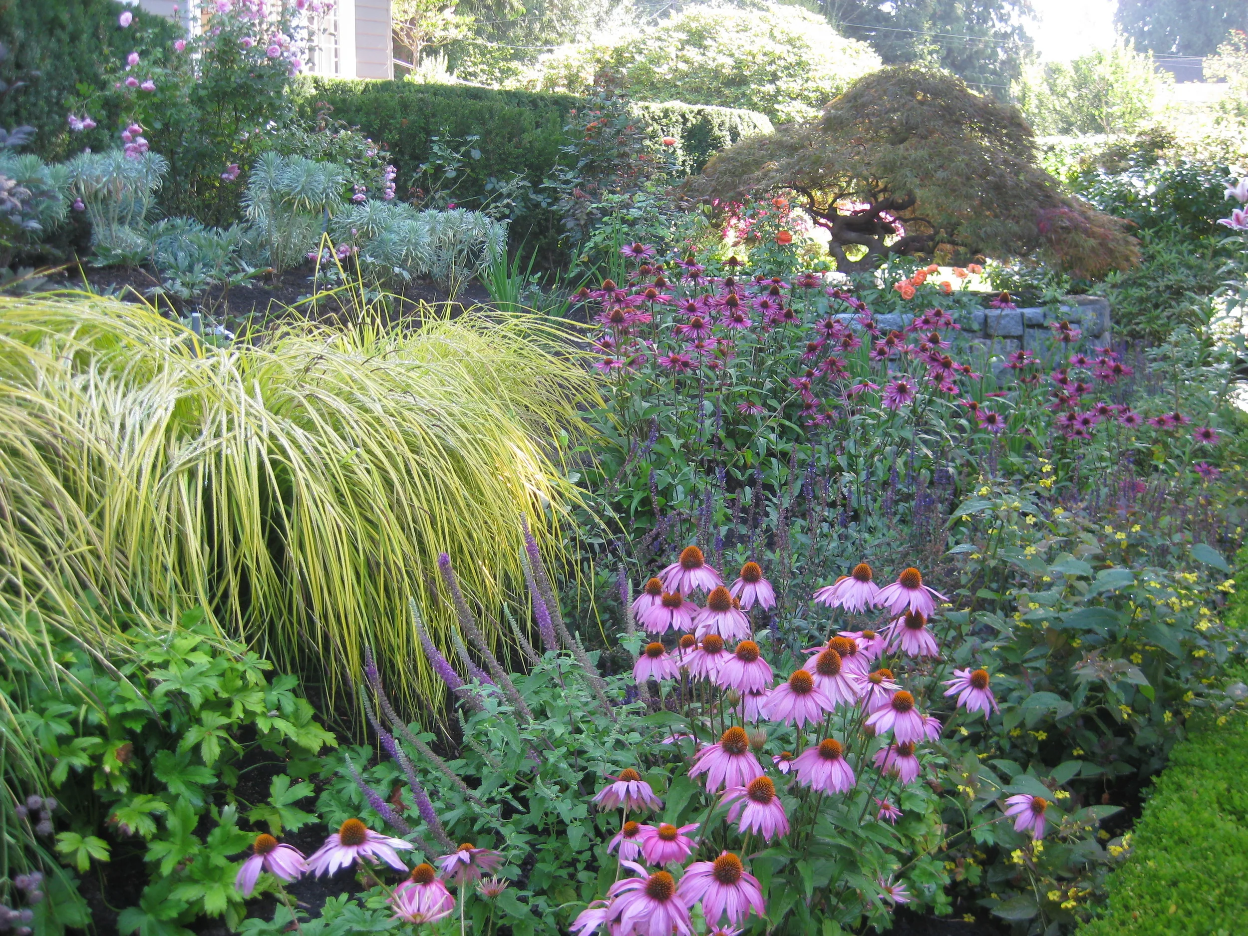   Garden Renovation. Planting Design and Installation  