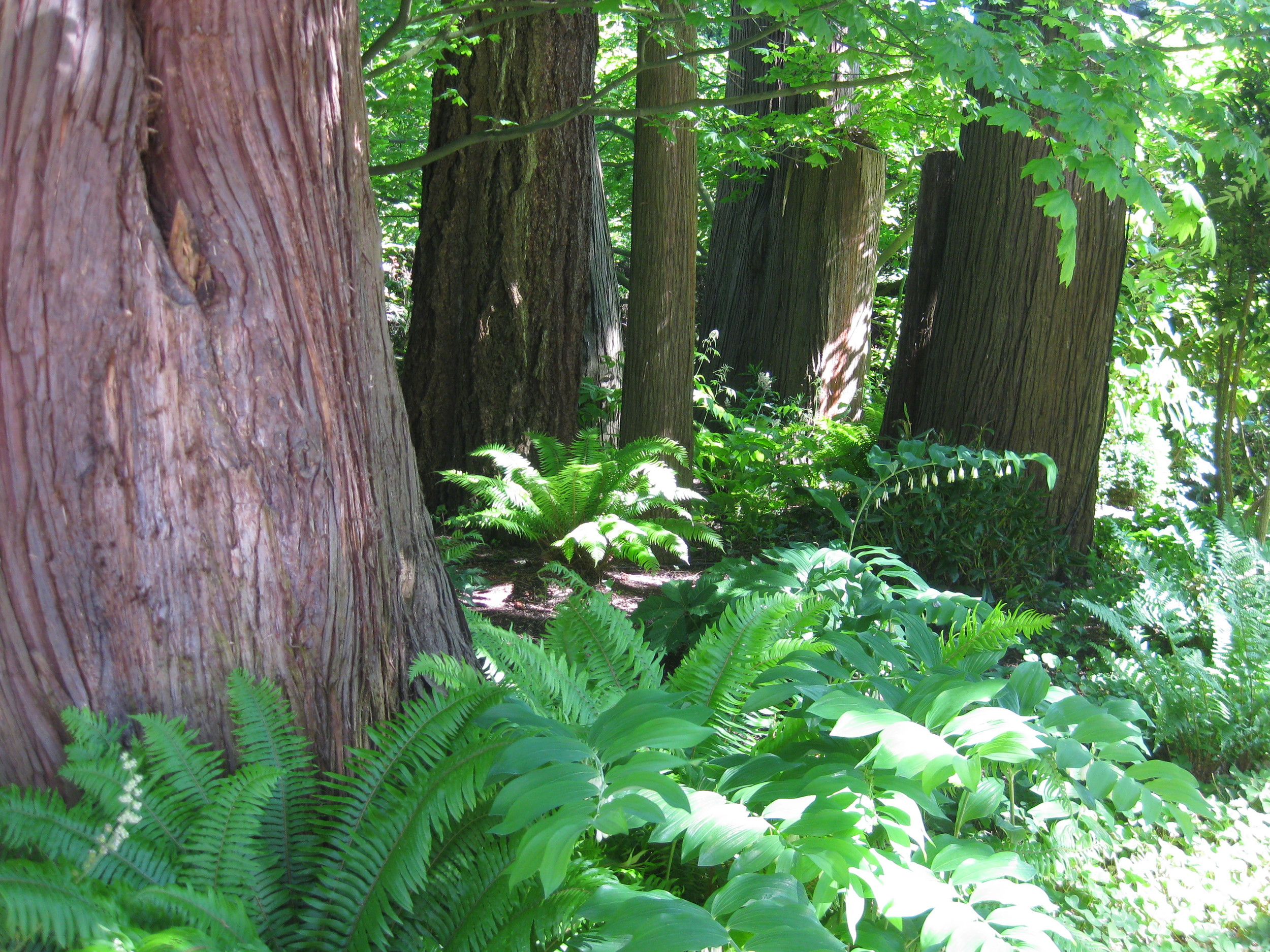   Garden Renovation. Planting Design and Installation  