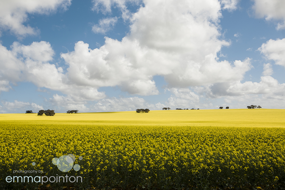 Canola Fields Wedding