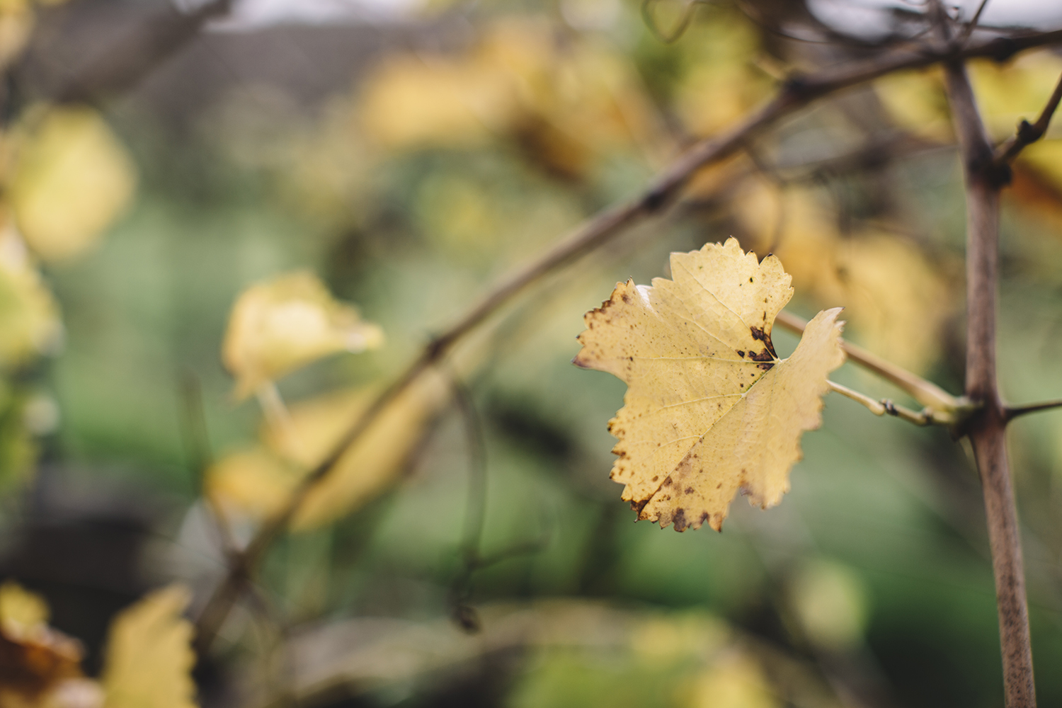 Sandalford Winery Wedding027.jpg