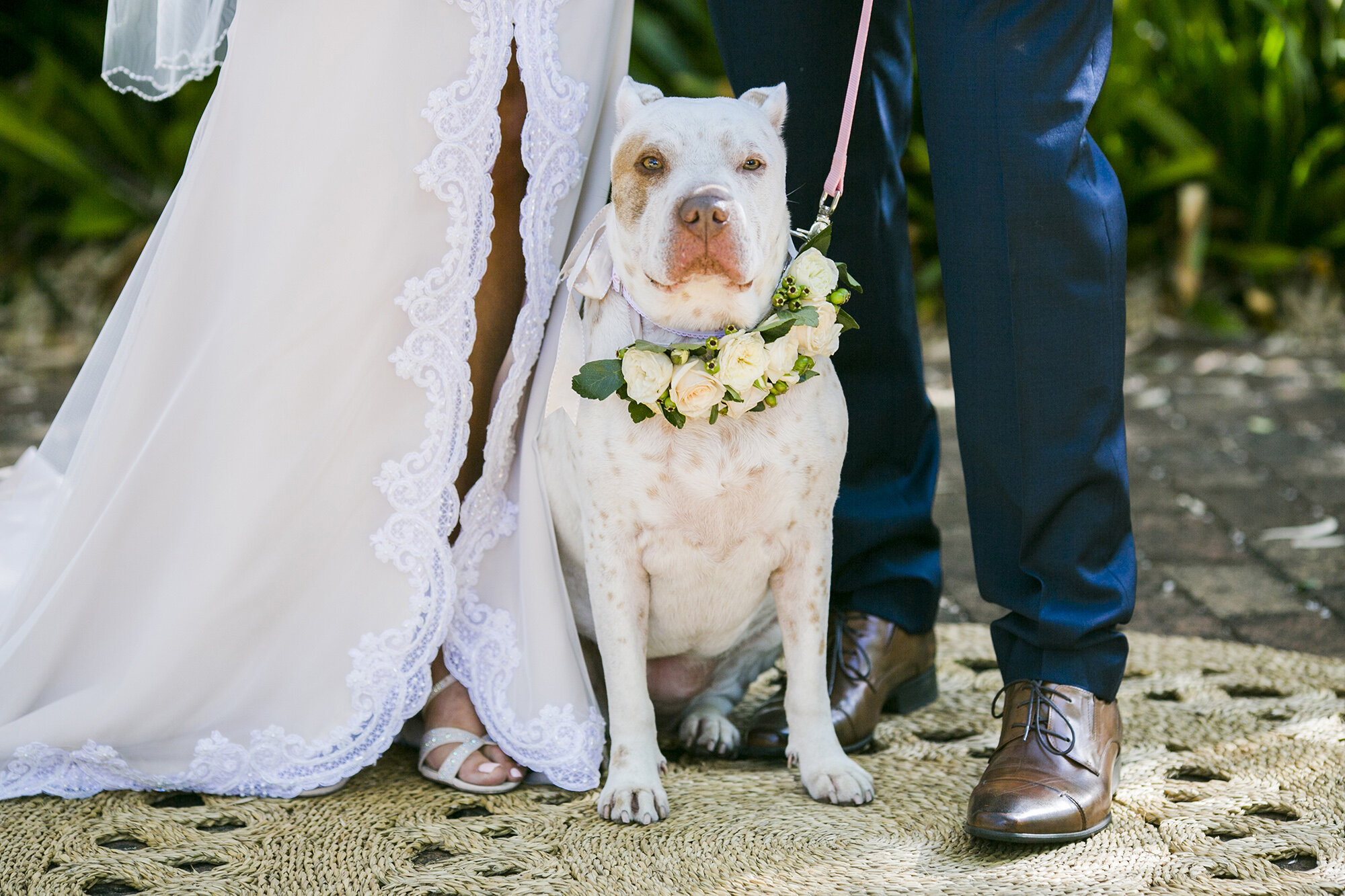 Dog Lover Perth Wedding Photographer  