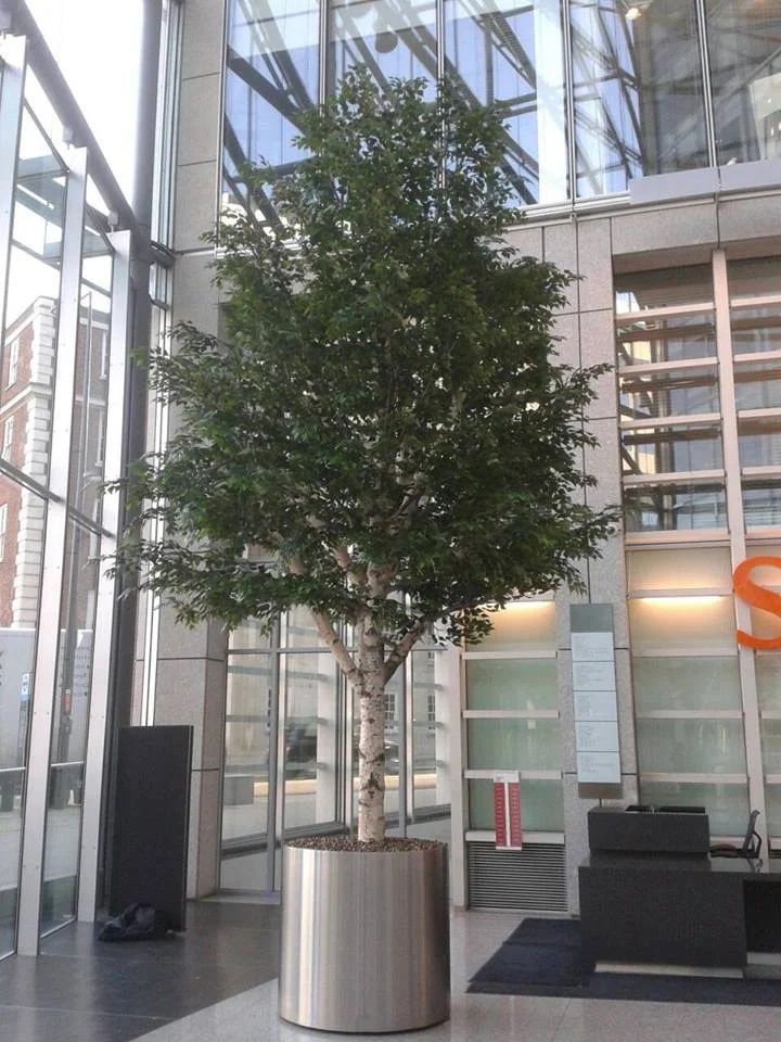 Treekit, Sainsbury's office, london