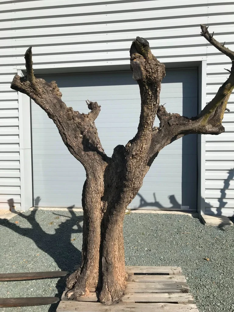 Tronc envergure 470500.JPG