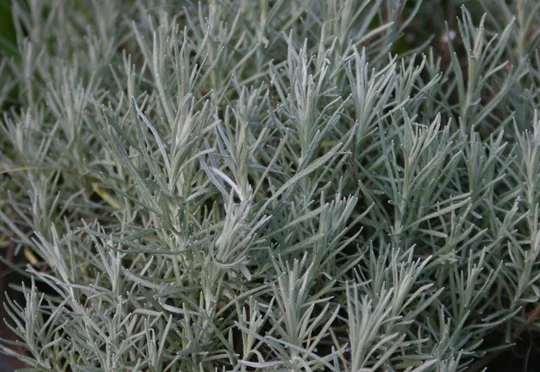 Herbs - Paper Lantern Magic