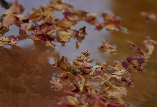 Roses - Paper Lantern Magic