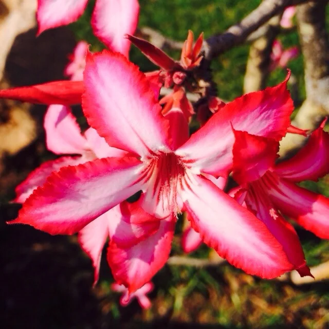 Spring Blossom - Kruger National Park. South Africa.