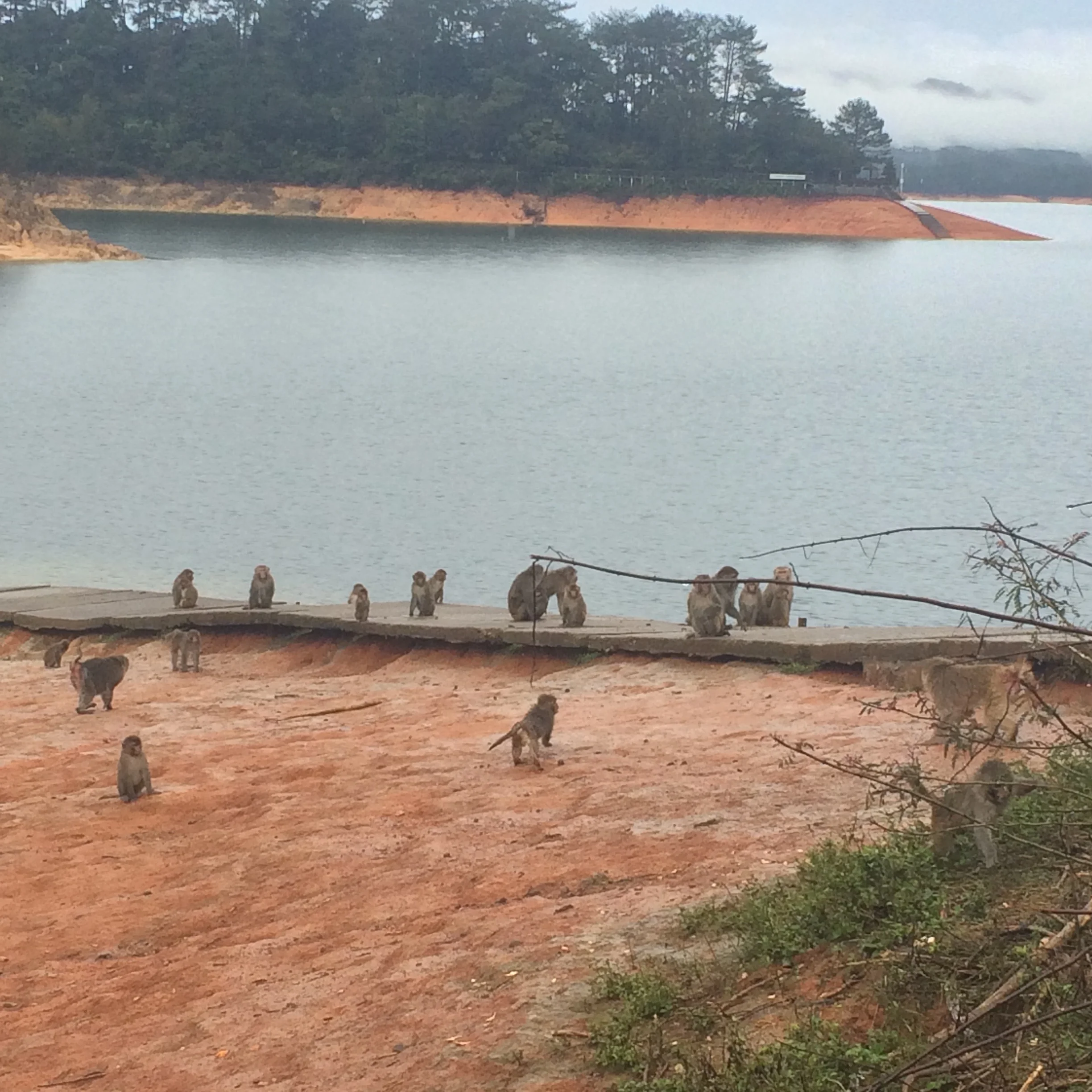 Cong Hua Camp: Monkey Island