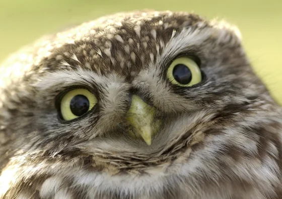 'Post Uil' door Rob Doolaard.jpg