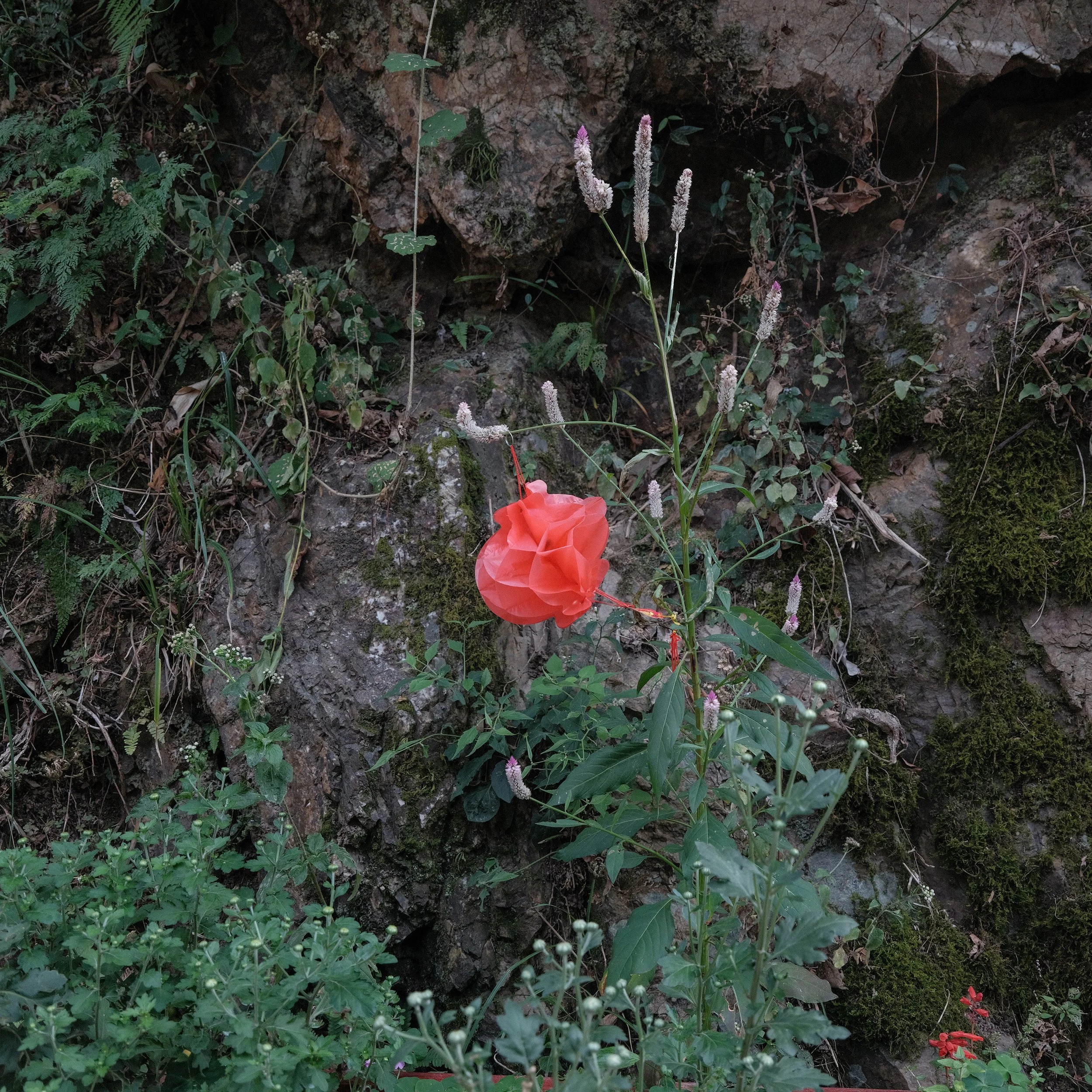 DSCF2184.jpg