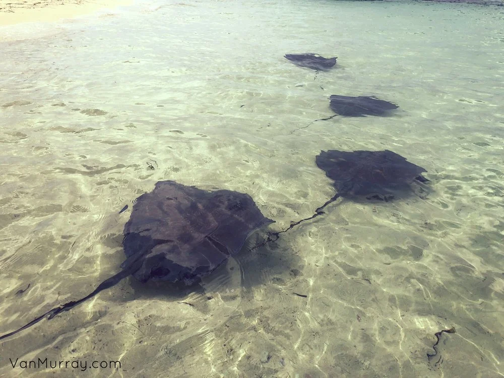 Stingrays