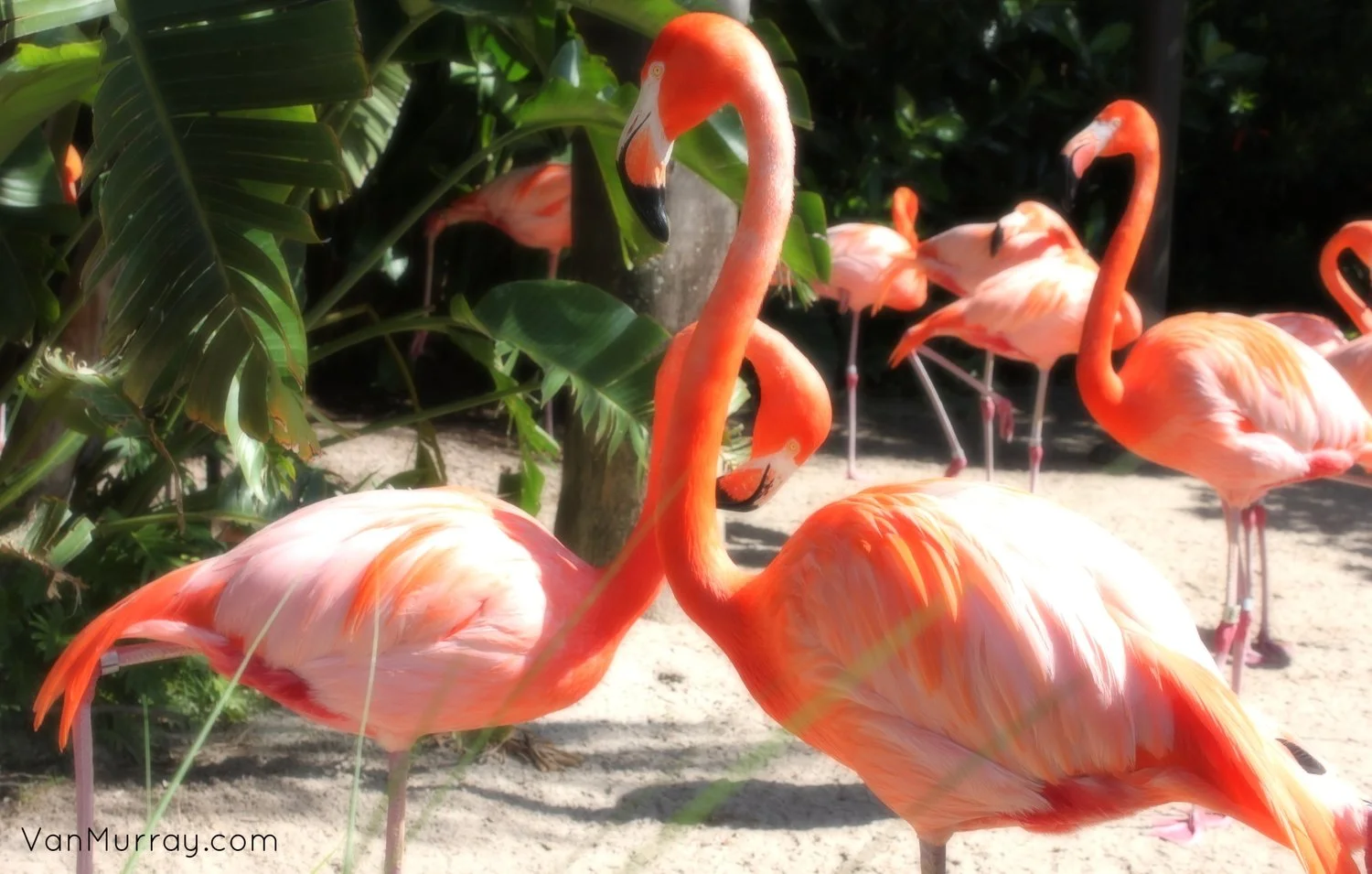 Flamingos