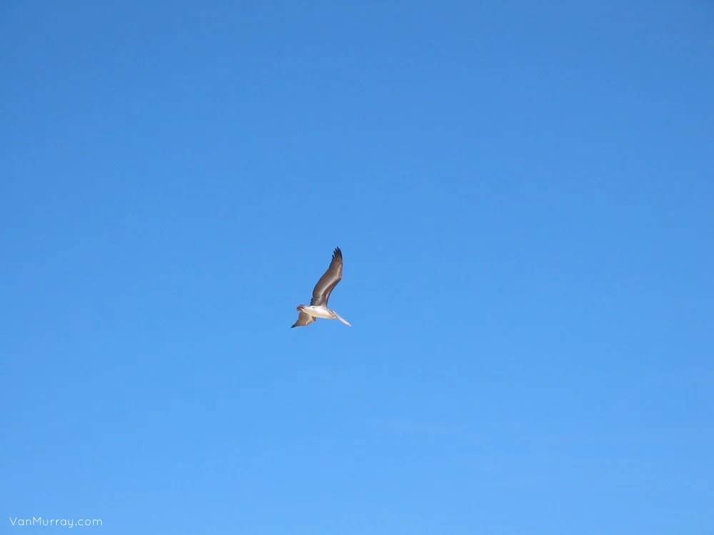 Pelican