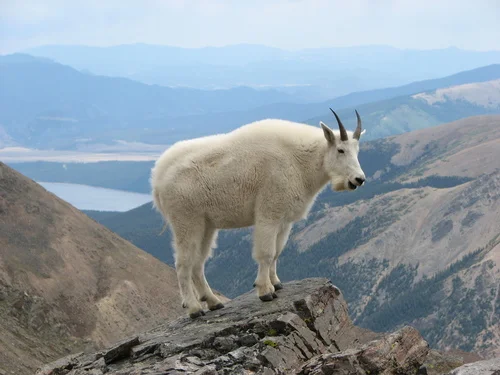 " Mountain Goat Mount Massive " by Darklich14. Licensed under CC BY 3.0 via Wikimedia Commons