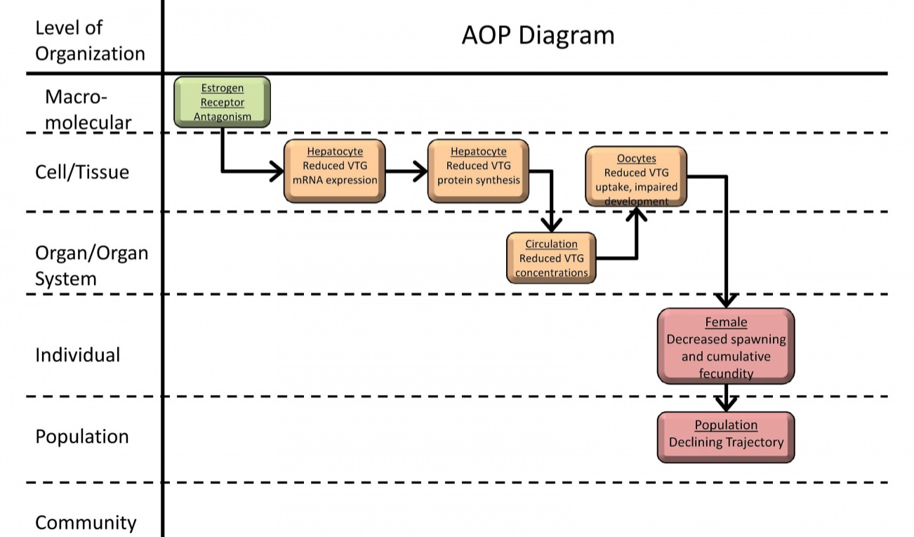 Figure 2. An example of an AOP from the AOP-Wiki (“Estrogen receptor antagonism leading to reproductive dysfunction”). Reproduced from https://aopkb.org/aopwiki/index.php/Aop:30 .