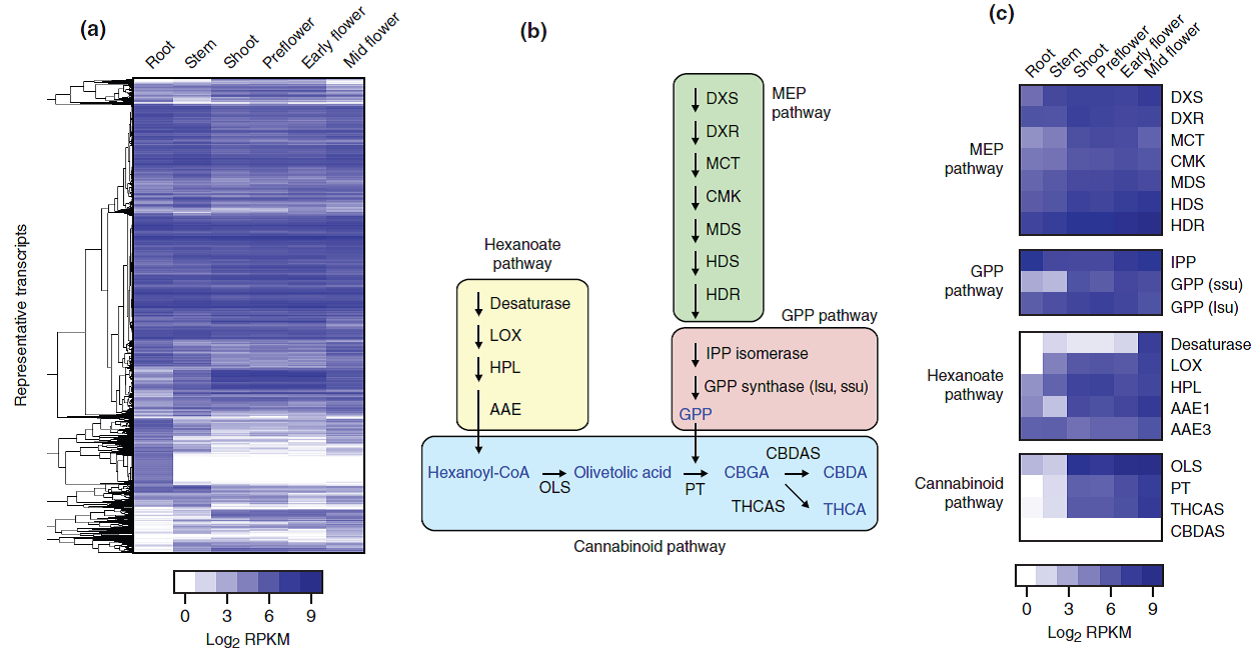 Gene expression analysis data and the cannabinoid biosynthesis pathway. Reproduced from van Bakel et al. (2011) in Genome Biology .
