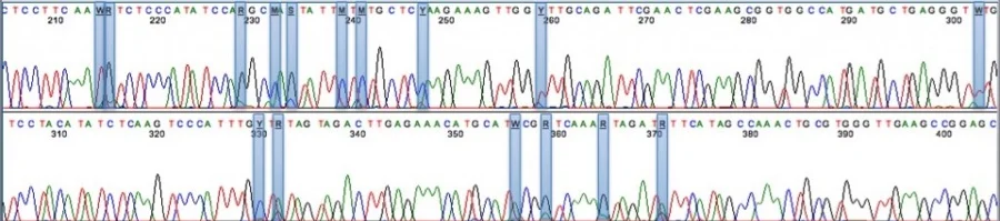 This sequencing readout from Medicinal Genomics shows various polymorphisms in the THCA synthase gene, which in part controls genetic variability.