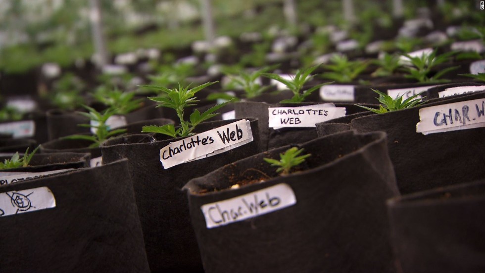 Charlotte's Web is a well-known low-THC, high-CBD strain of Cannabis sativa .