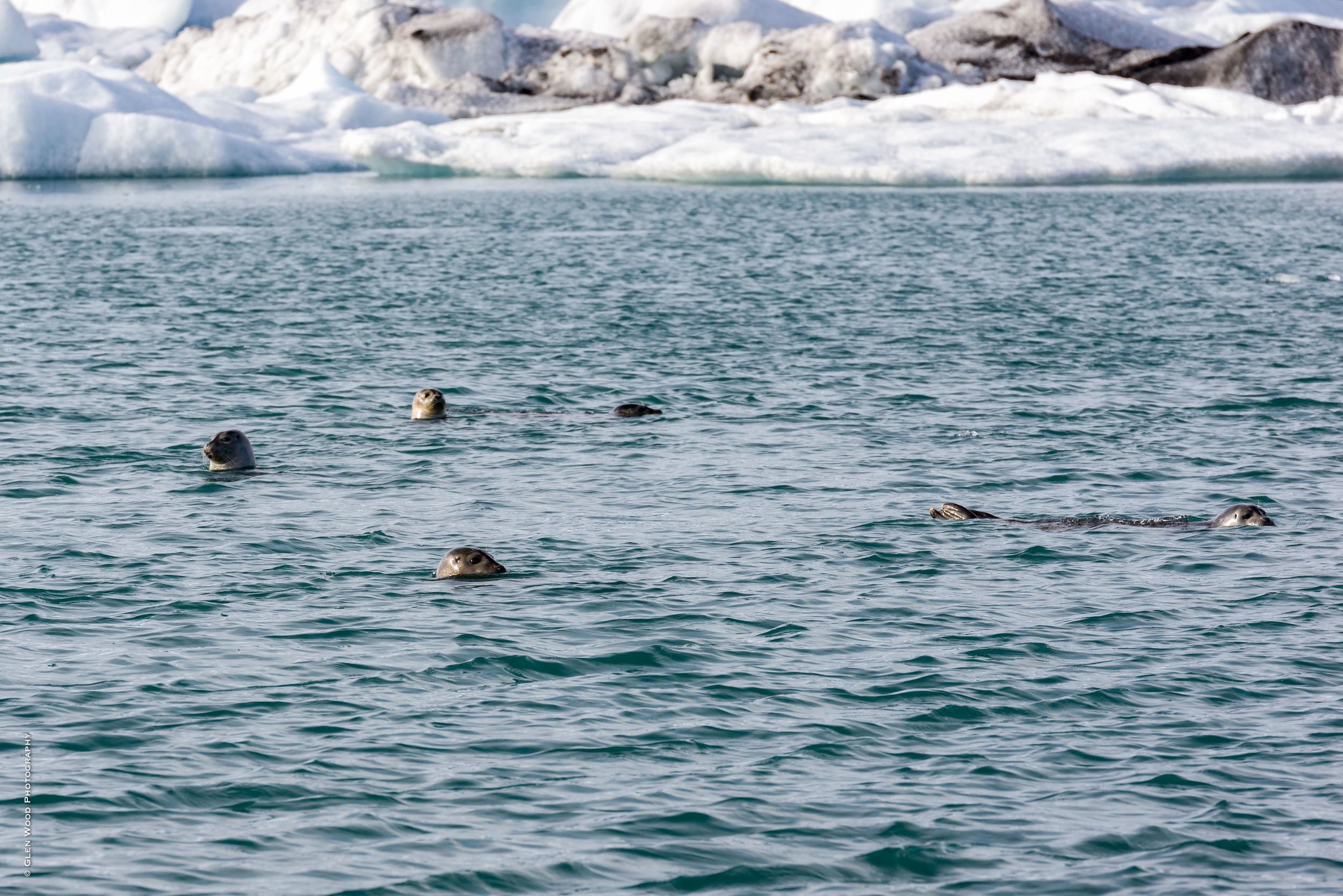 Seals in Jokulsarlon glacier lagoon