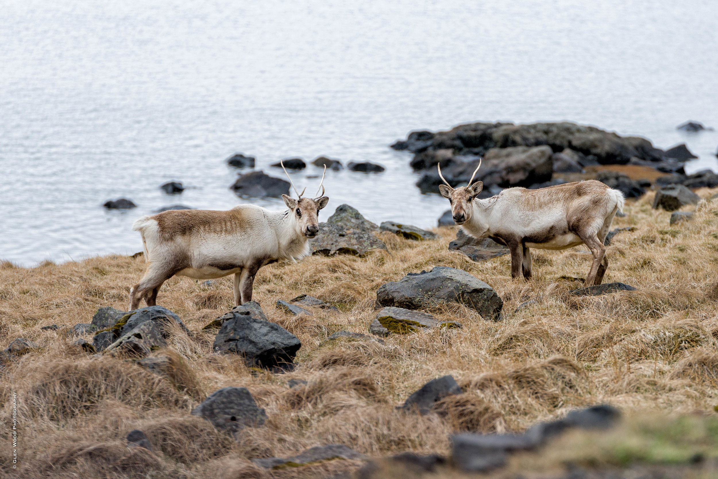 Iceland--51.jpg