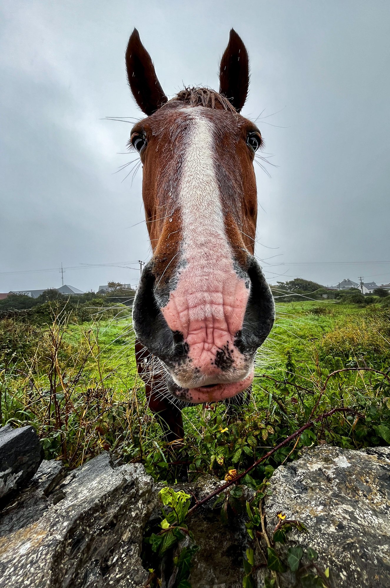 Aran Islands horse - He was just cool!