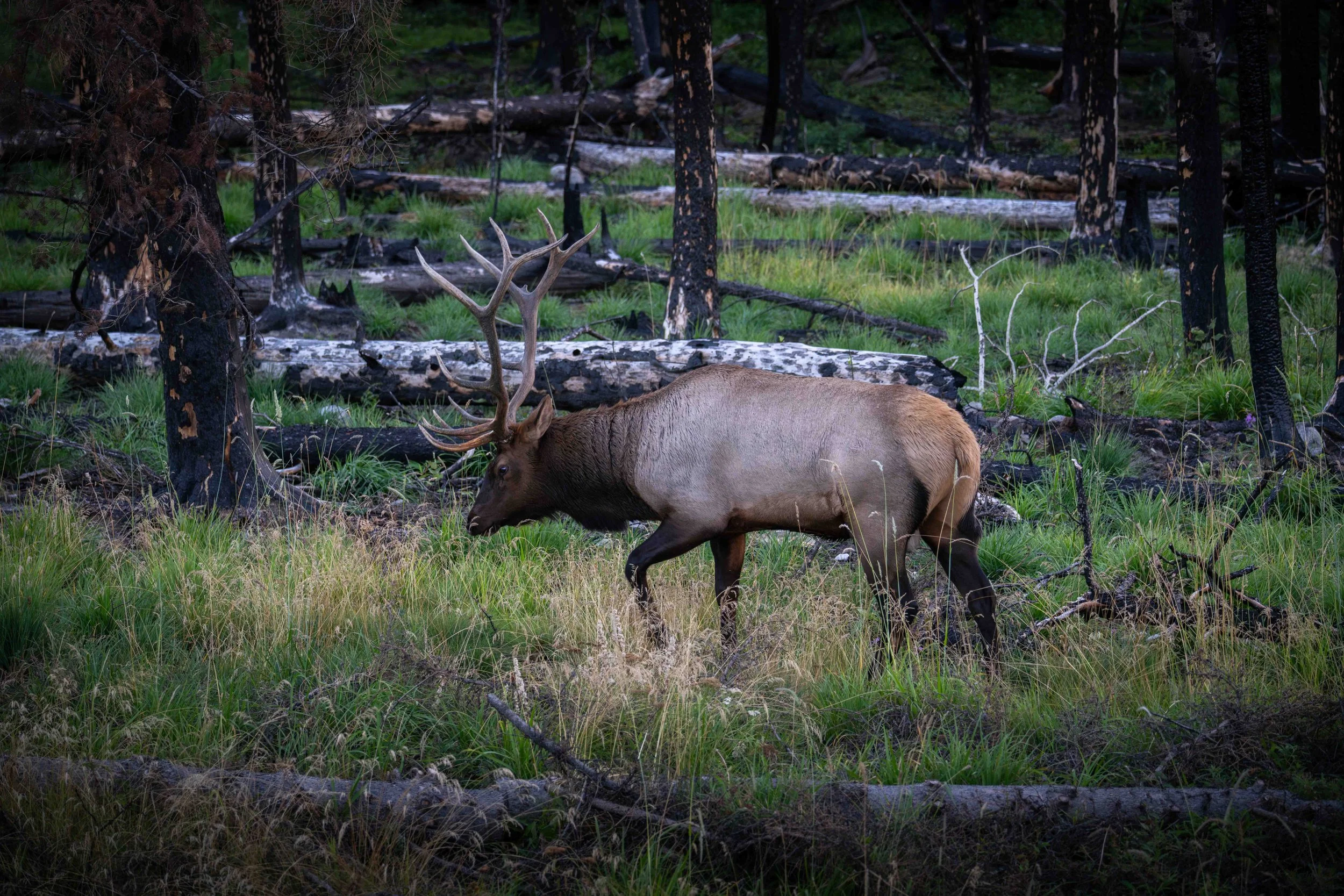 Banff 2025-_DSC9644.jpg