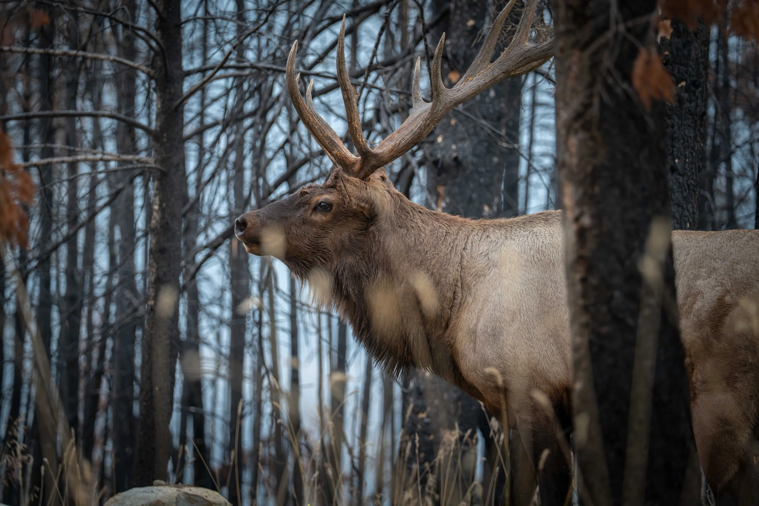 Banff 2025-_DSC9783.jpg