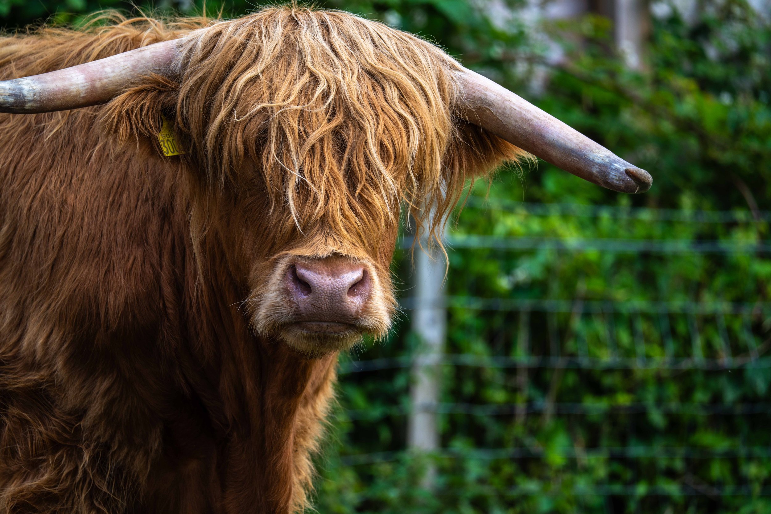 Scotland 2026-_DSC2035.jpg