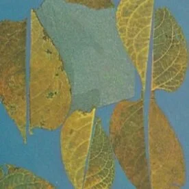 Interaction of Interaction of Color