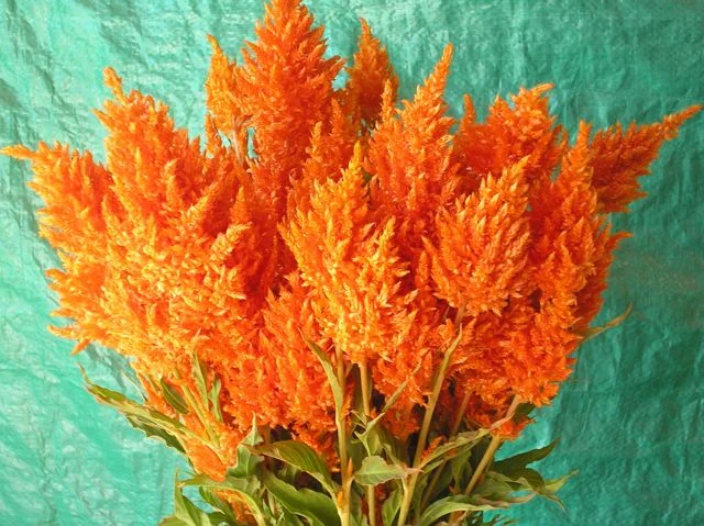 Sunday Orange Celosia