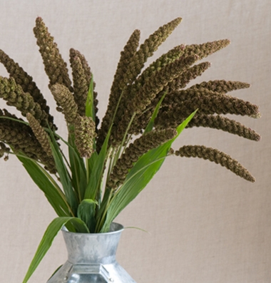 Highlander millet