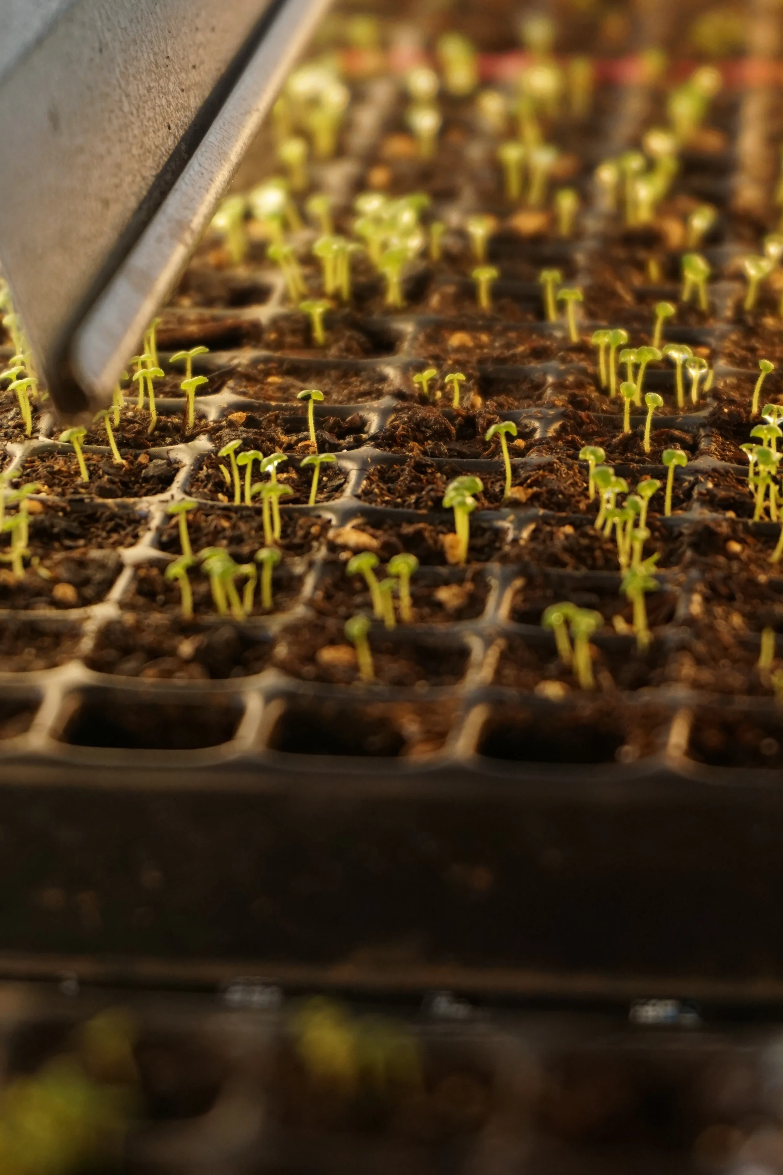 snapdragons will be some of the first flowers our CSA members get! their seedlings are so tiny