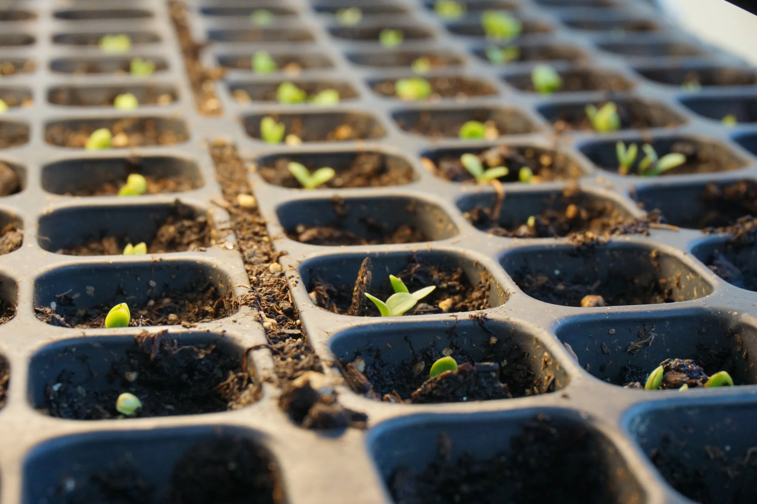 forget me not seedlings germinating...