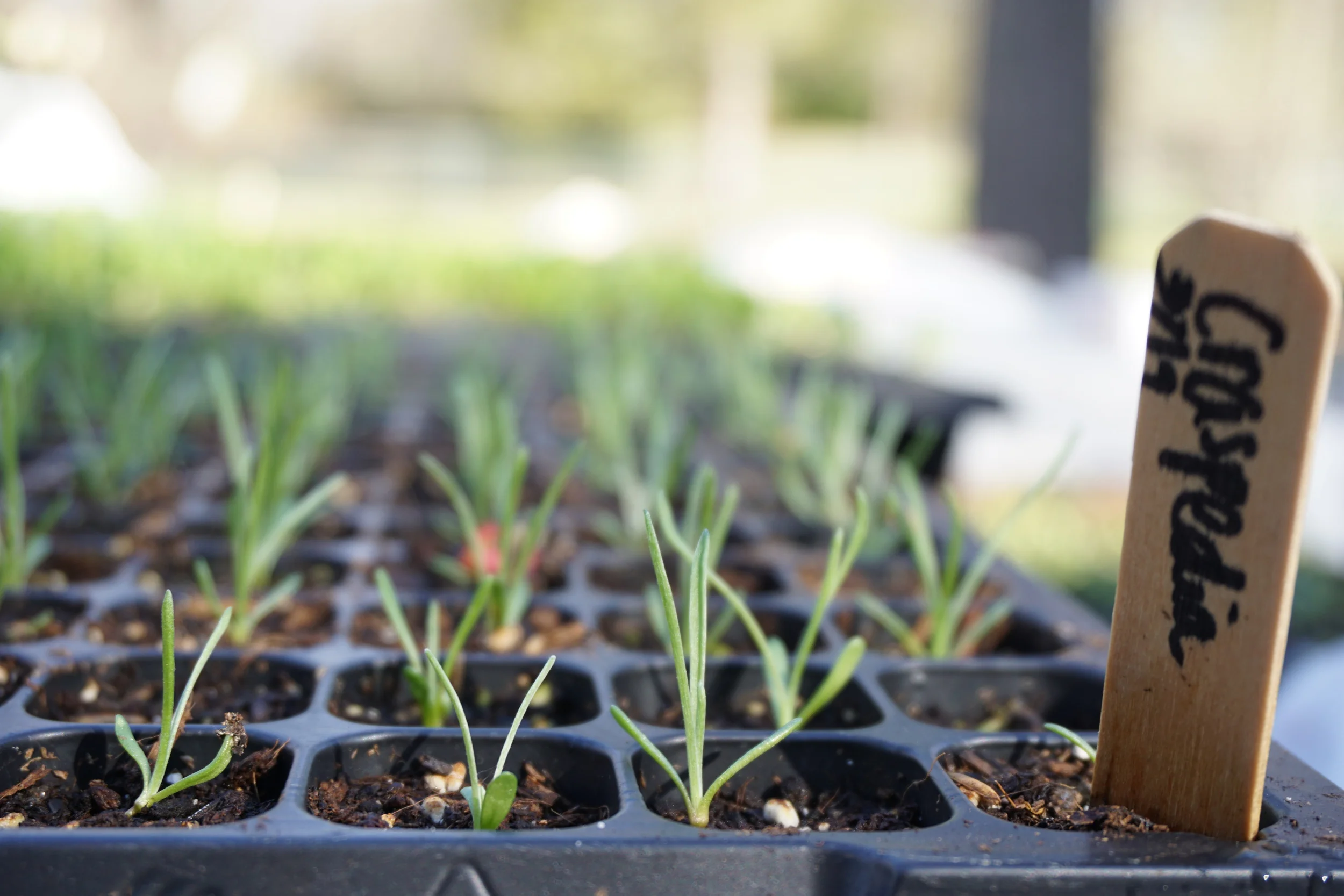 Craspedia seedlings