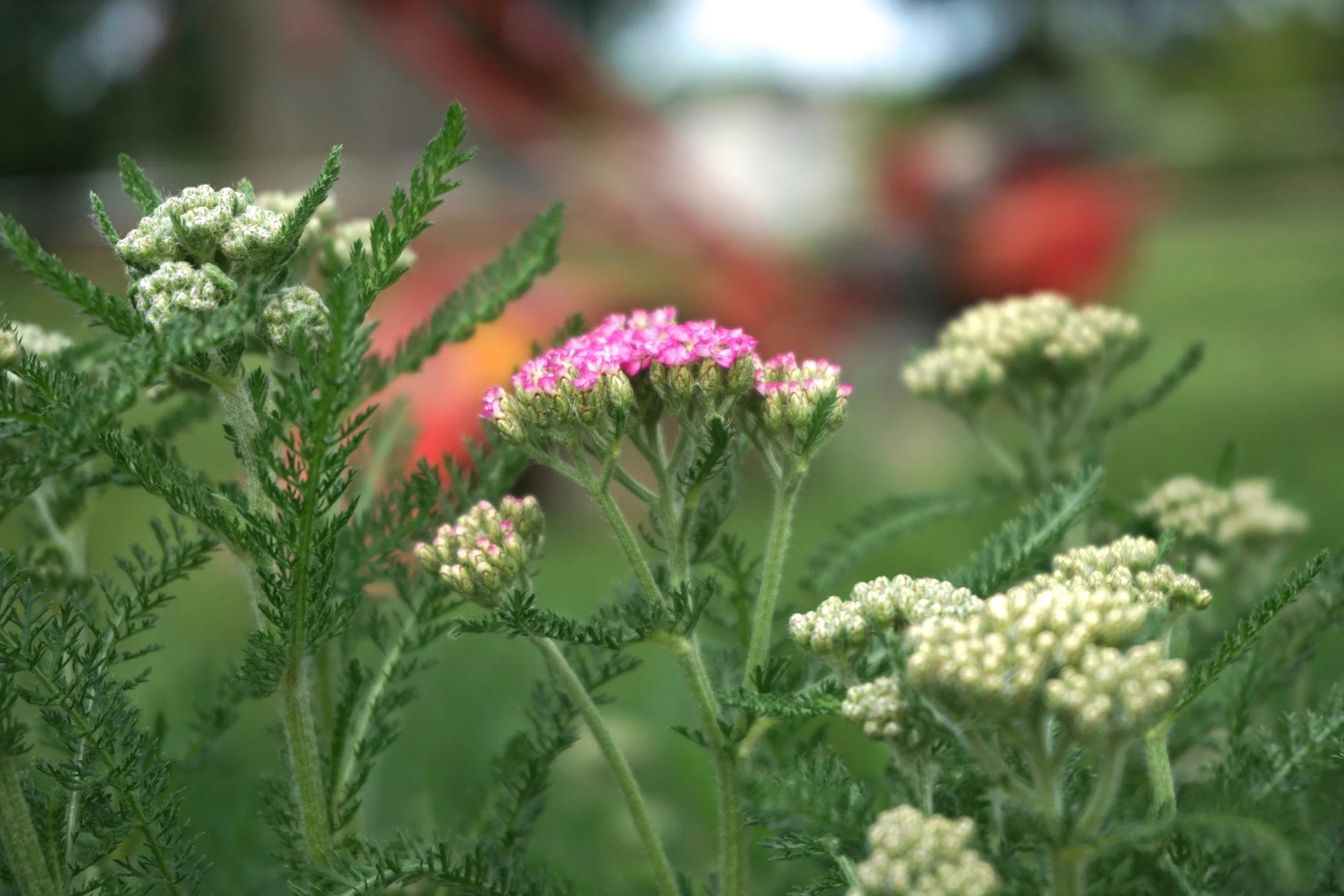 yarrow