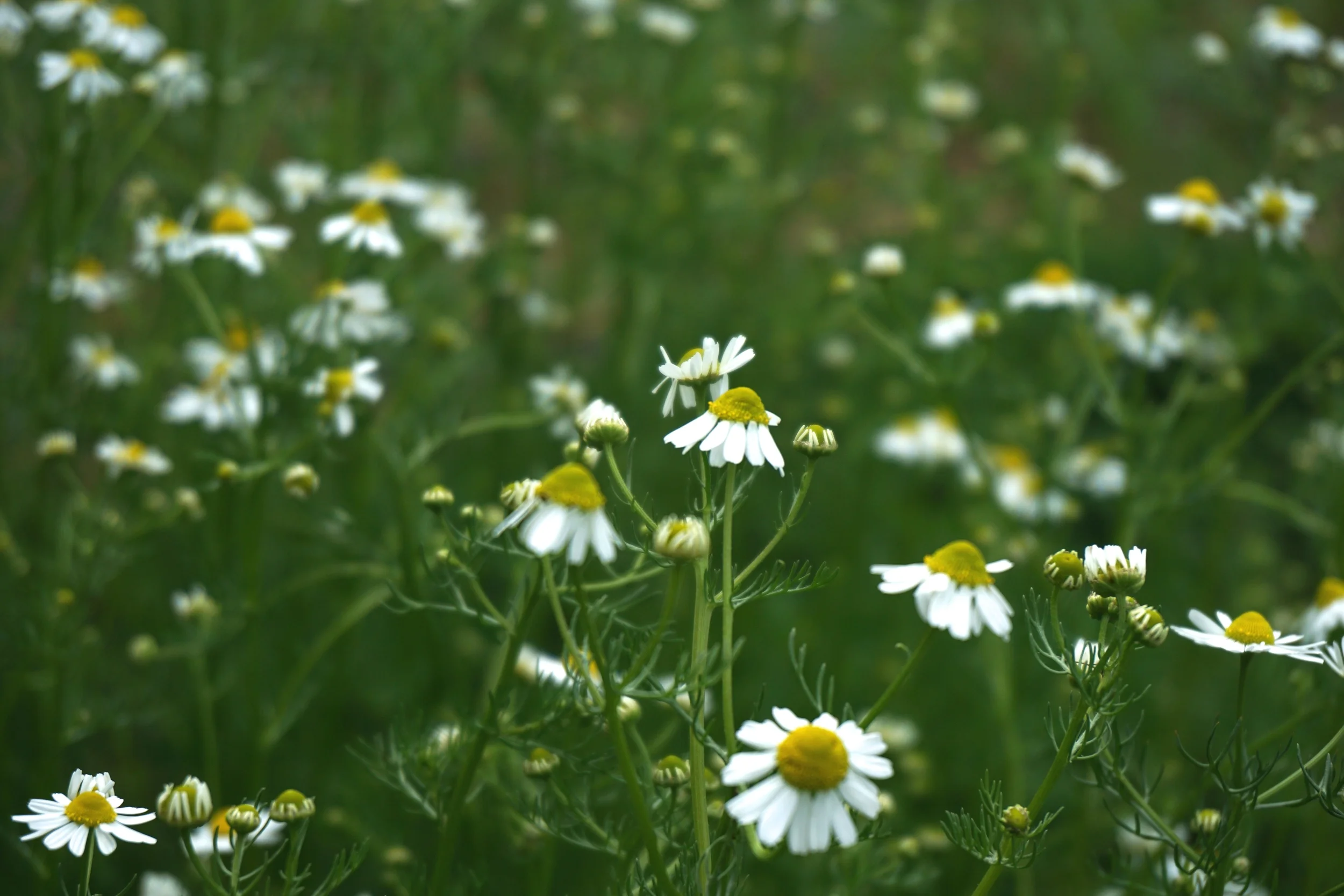 chamomile