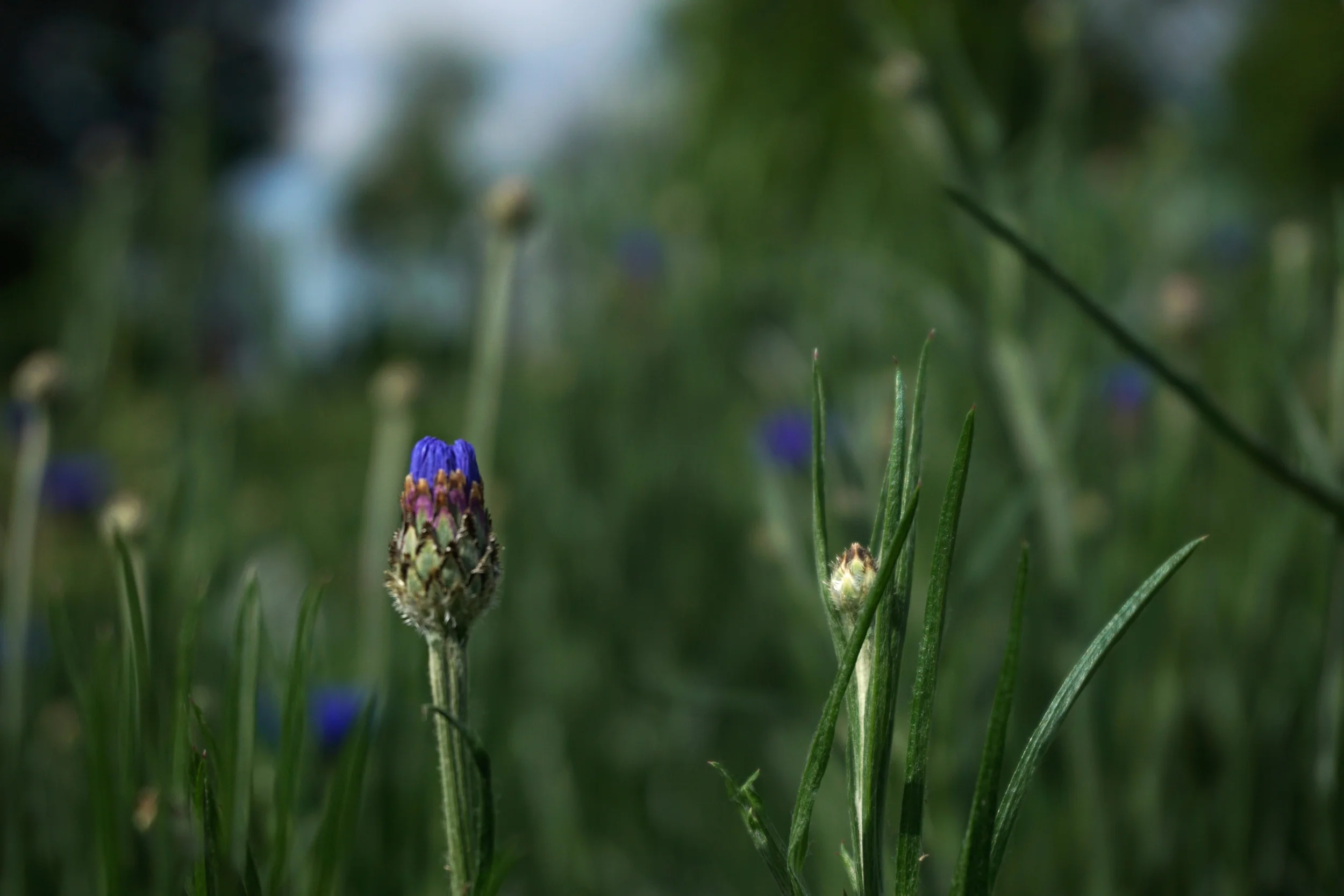 bachelor's button