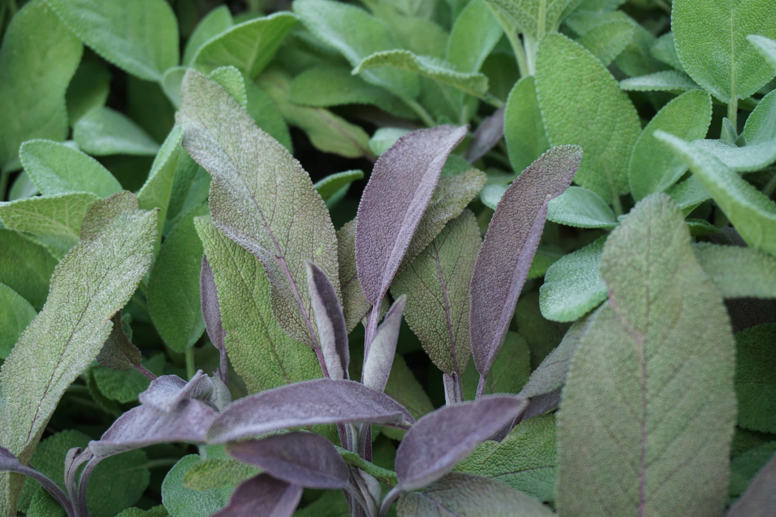 purple sage