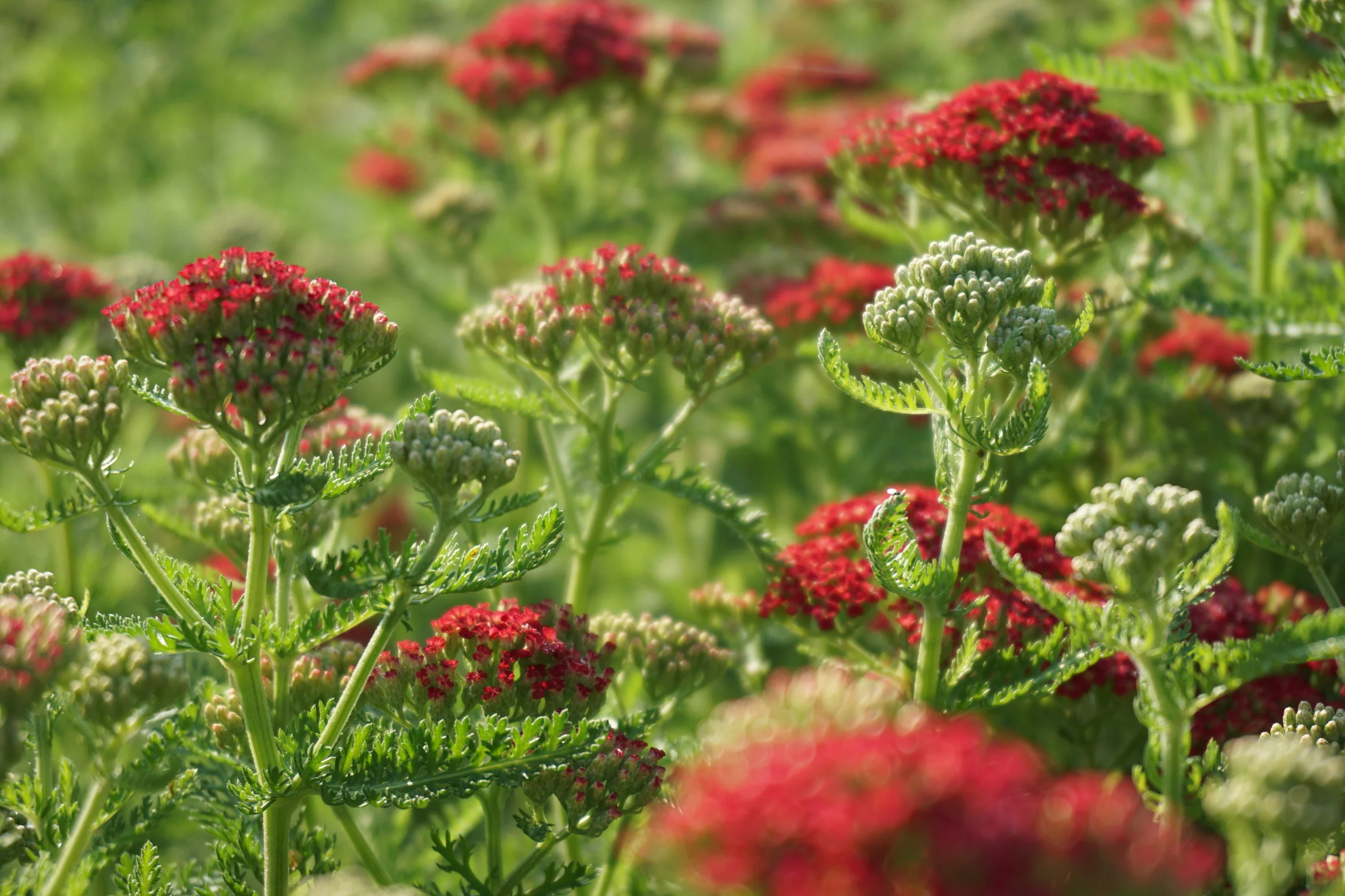 you can have our flowers