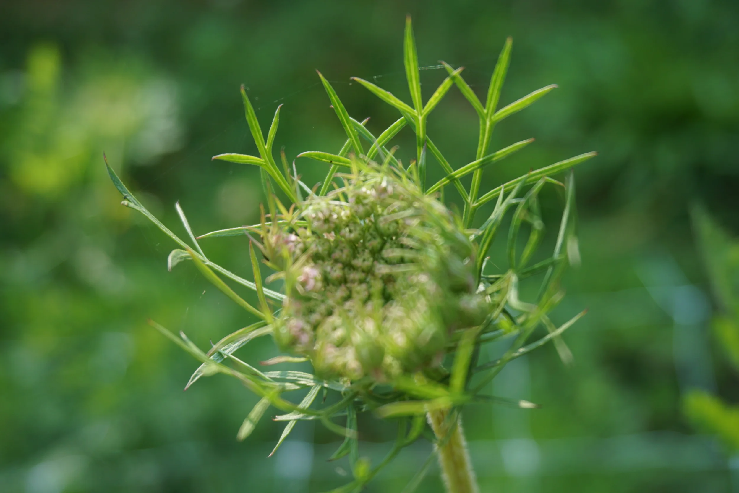 wild carrot flowers aren't edible, but the seeds are! Herbalists recommend them as a natural contraceptive.