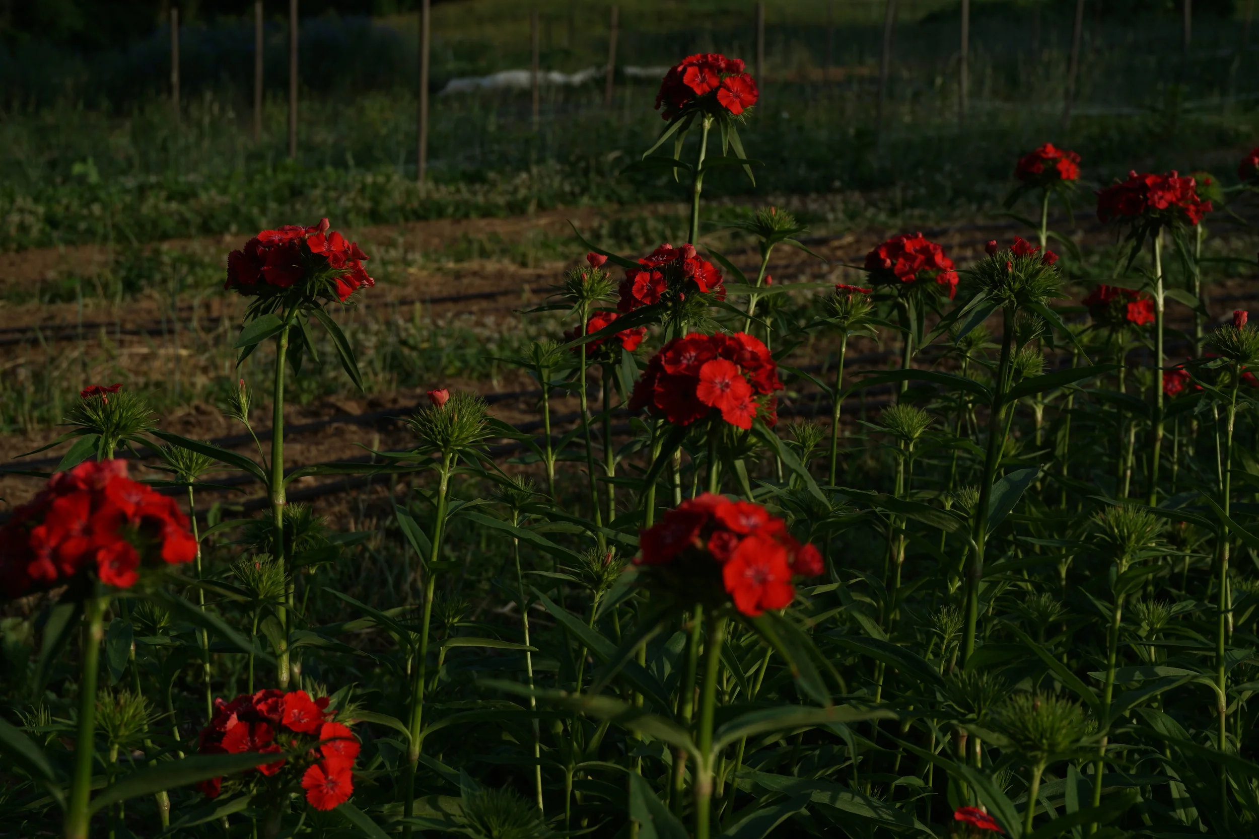 dianthus, often used in dessert recipes